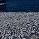Dead fish.